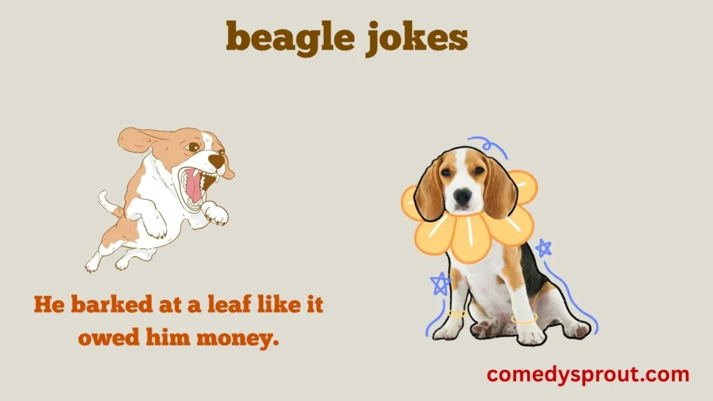 Beagle Bark Comedy