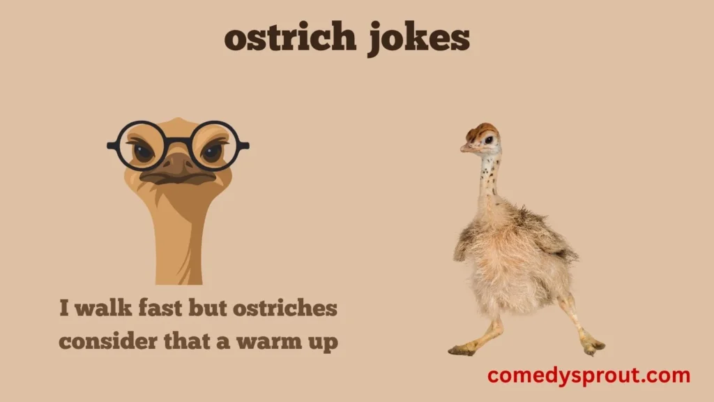 Ostrich Speed