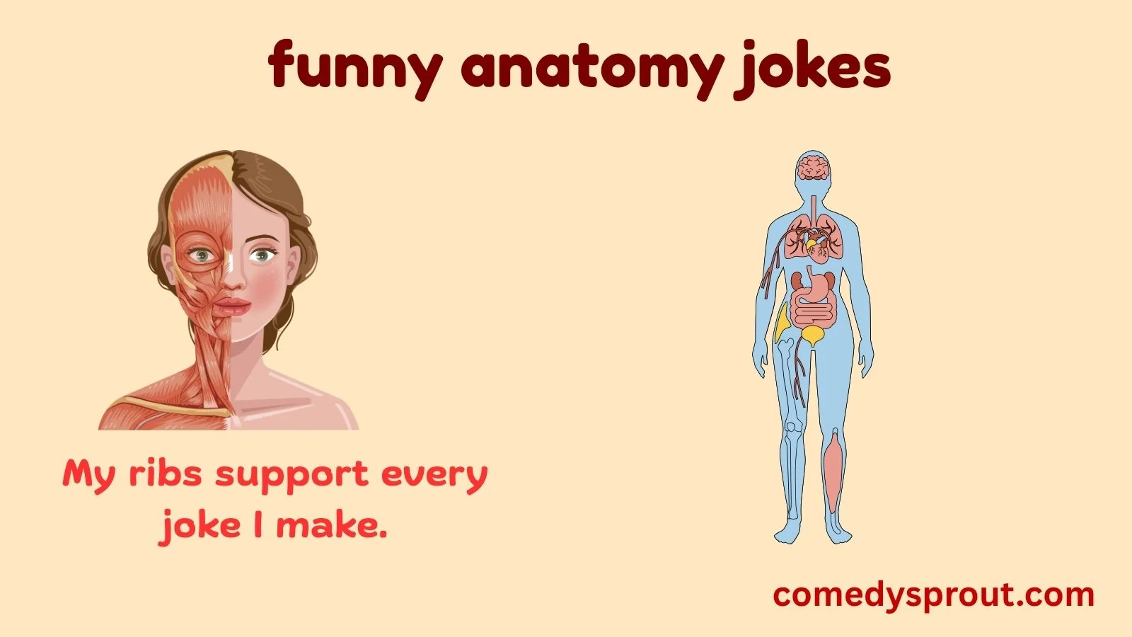 funny anatomy jokes